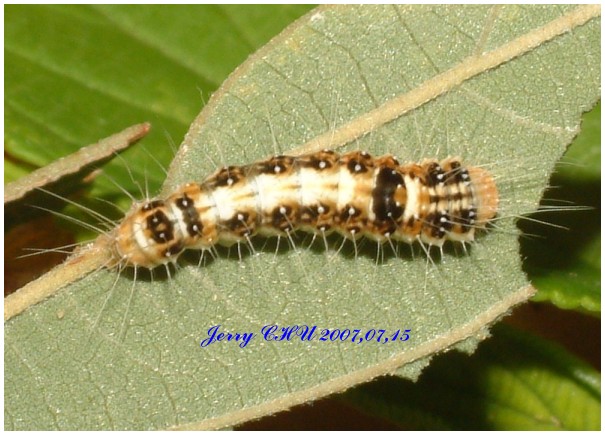 按此在新視窗瀏覽圖片