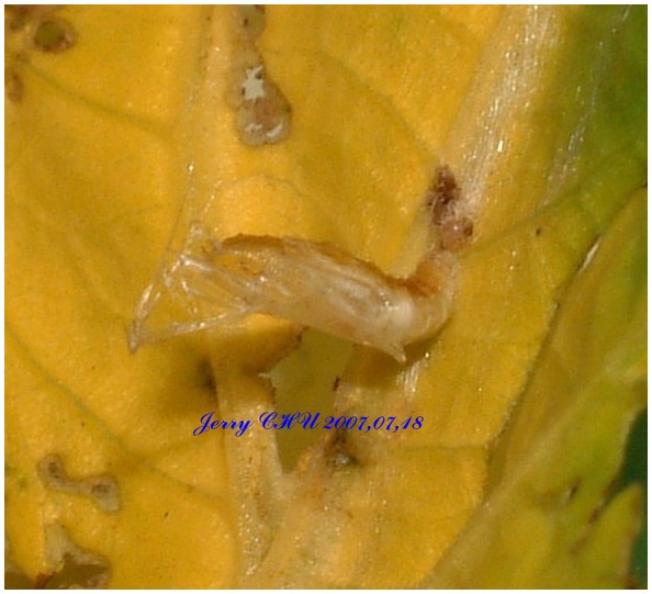 按此在新視窗瀏覽圖片