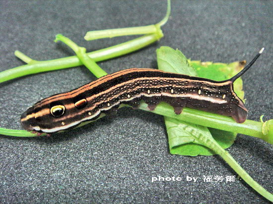 按此在新視窗瀏覽圖片