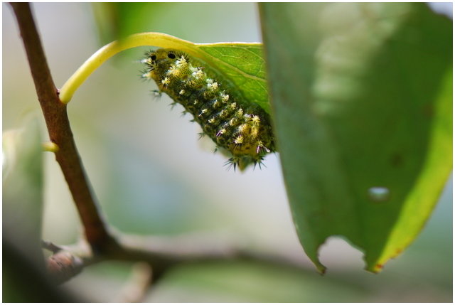 按此在新視窗瀏覽圖片