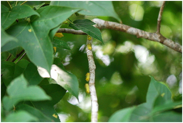 按此在新視窗瀏覽圖片