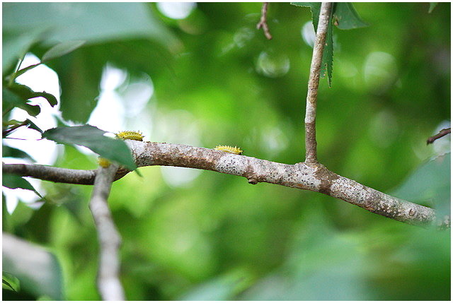 按此在新視窗瀏覽圖片