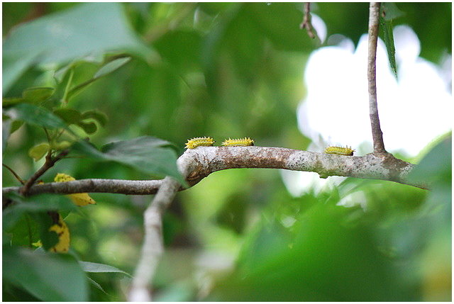 按此在新視窗瀏覽圖片