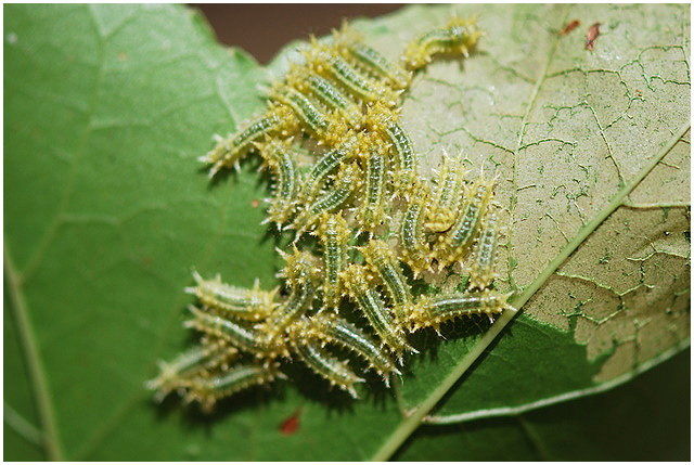 按此在新視窗瀏覽圖片