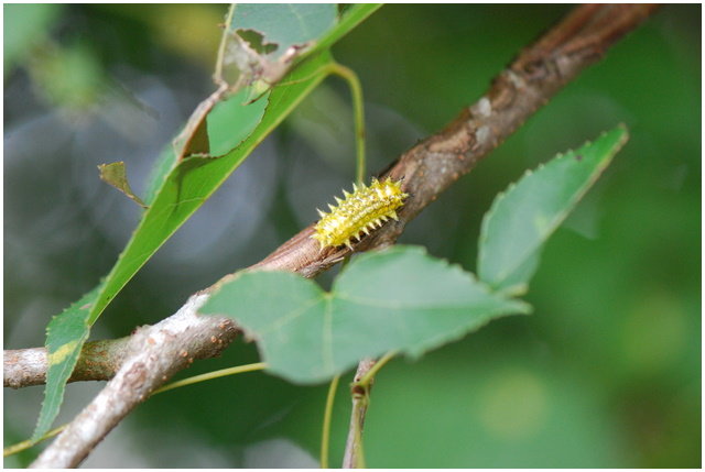 按此在新視窗瀏覽圖片