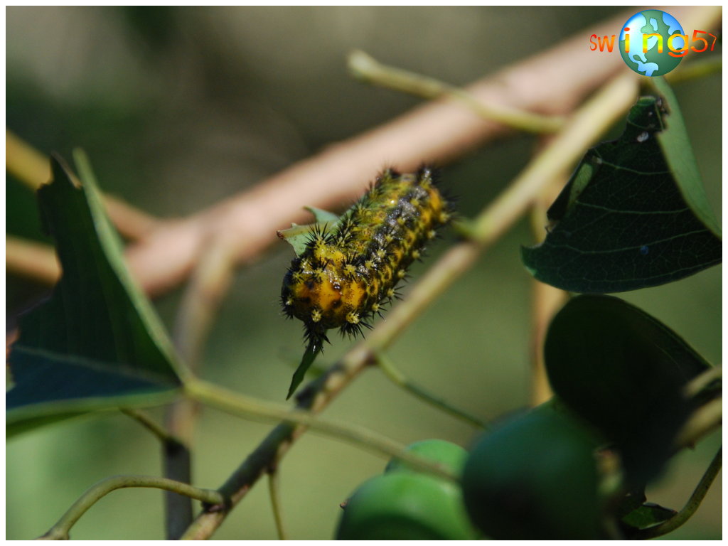 按此在新視窗瀏覽圖片