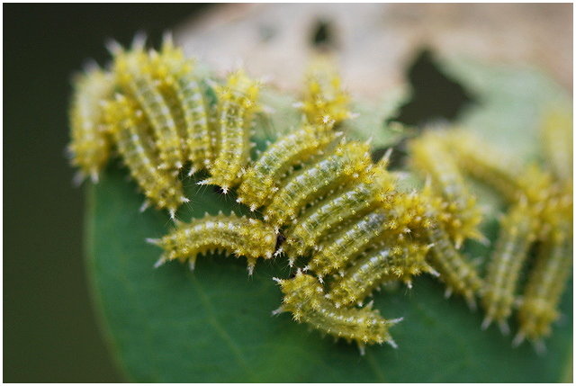 按此在新視窗瀏覽圖片