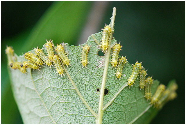 按此在新視窗瀏覽圖片