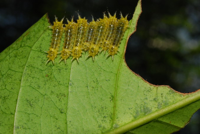 按此在新視窗瀏覽圖片
