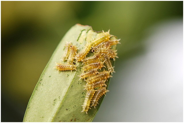 按此在新視窗瀏覽圖片