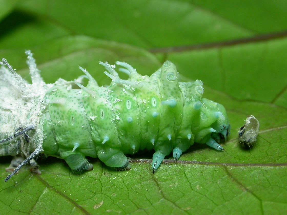 按此在新視窗瀏覽圖片