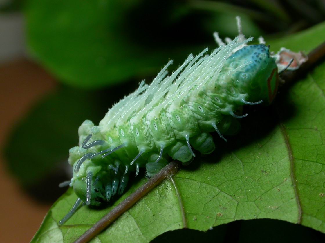 按此在新視窗瀏覽圖片