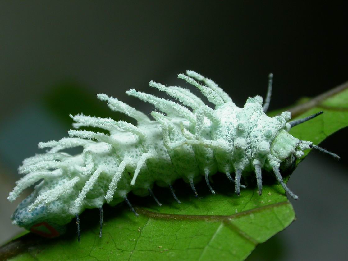 按此在新視窗瀏覽圖片
