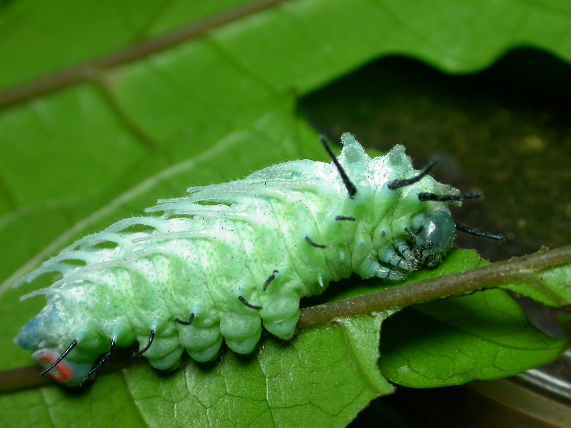 按此在新視窗瀏覽圖片