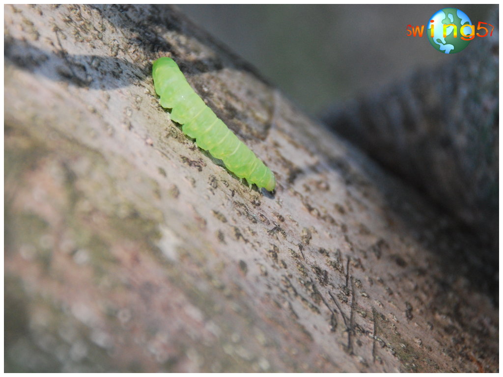 按此在新視窗瀏覽圖片
