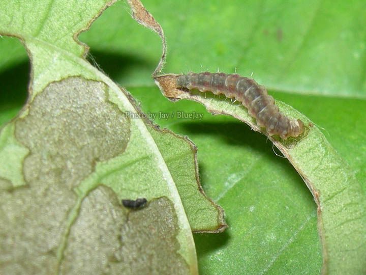 按此在新視窗瀏覽圖片