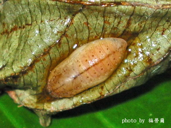 按此在新視窗瀏覽圖片