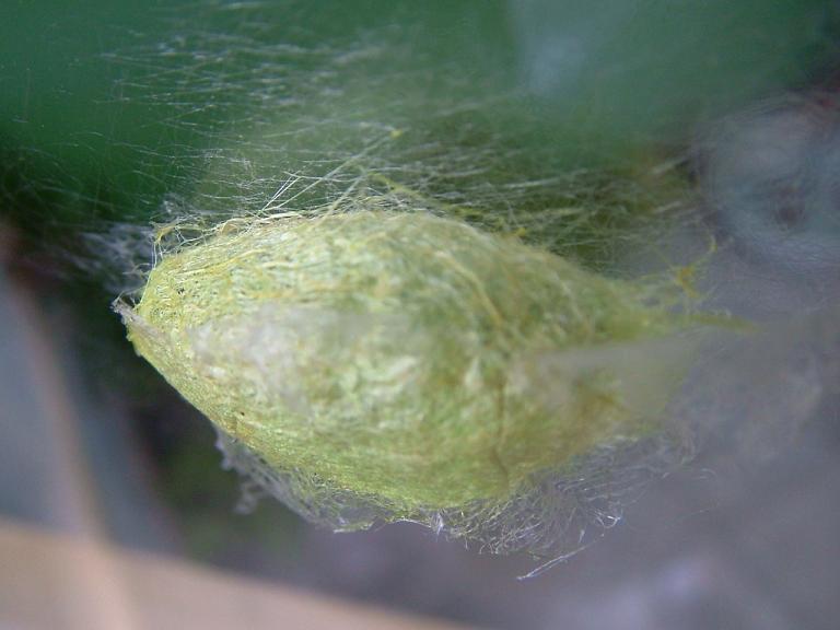 «ö¦¹¦b·sµøµ¡ÂsÄý¹Ï¤ù