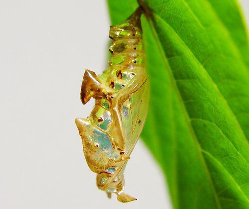 按此在新視窗瀏覽圖片