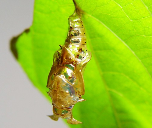 按此在新視窗瀏覽圖片