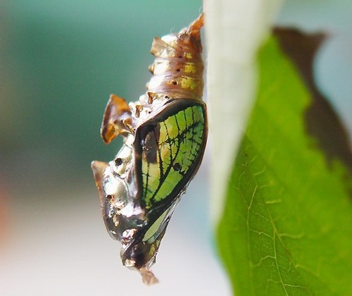 按此在新視窗瀏覽圖片