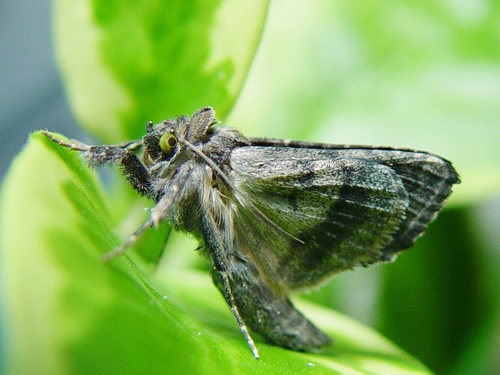 按此在新視窗瀏覽圖片