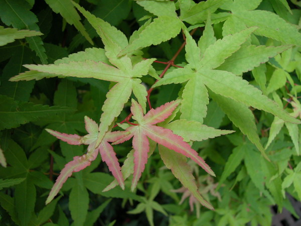 按此在新視窗瀏覽圖片