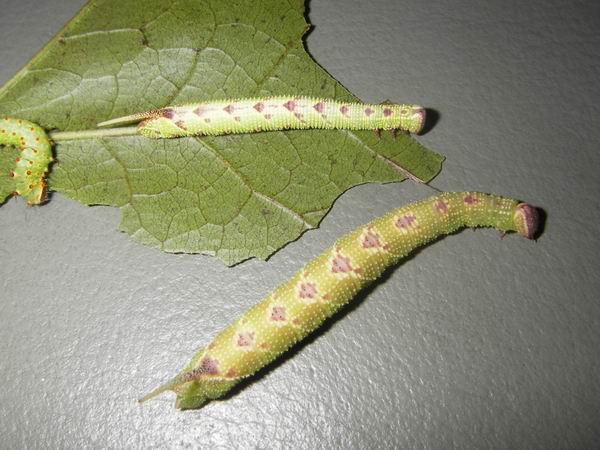 按此在新視窗瀏覽圖片