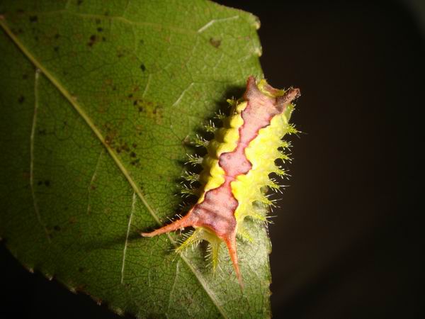 按此在新視窗瀏覽圖片