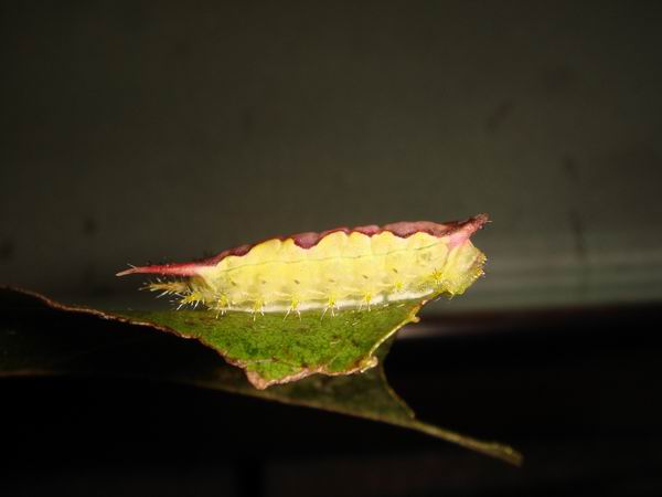 按此在新視窗瀏覽圖片