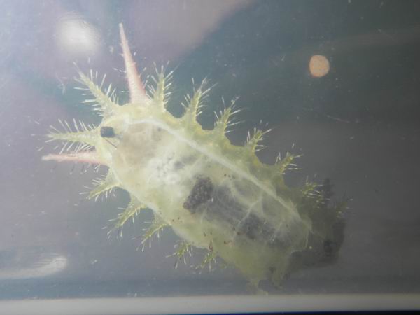 按此在新視窗瀏覽圖片