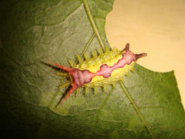 按此在新視窗瀏覽圖片