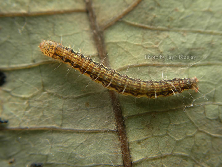 按此在新視窗瀏覽圖片