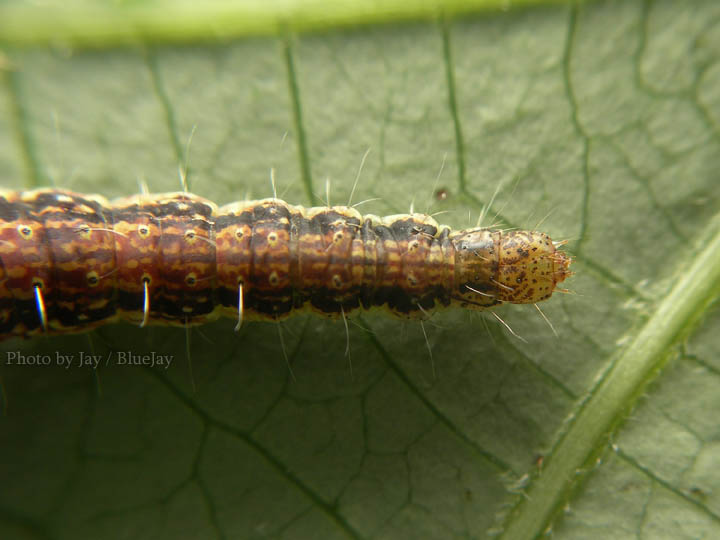 按此在新視窗瀏覽圖片