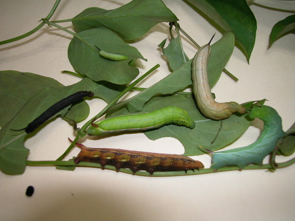 按此在新視窗瀏覽圖片