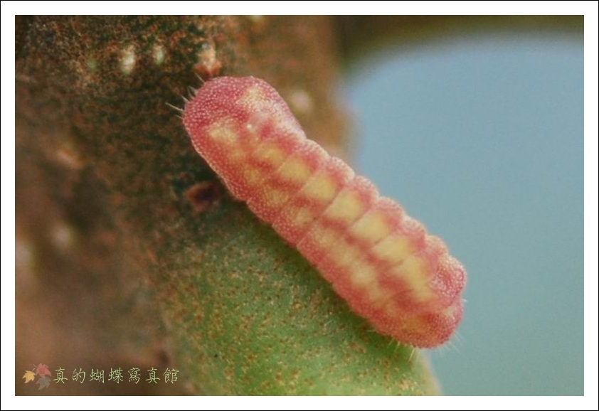 按此在新視窗瀏覽圖片