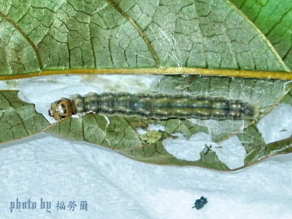 按此在新視窗瀏覽圖片