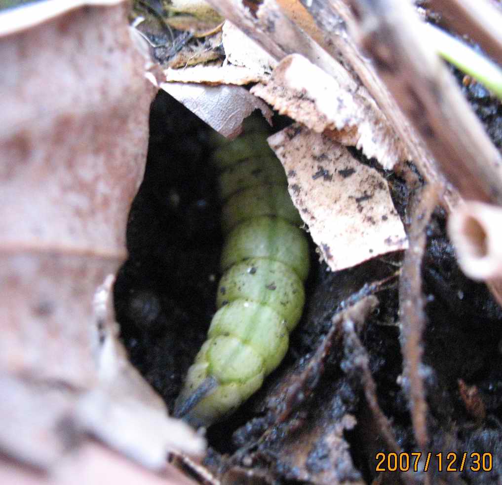 按此在新視窗瀏覽圖片