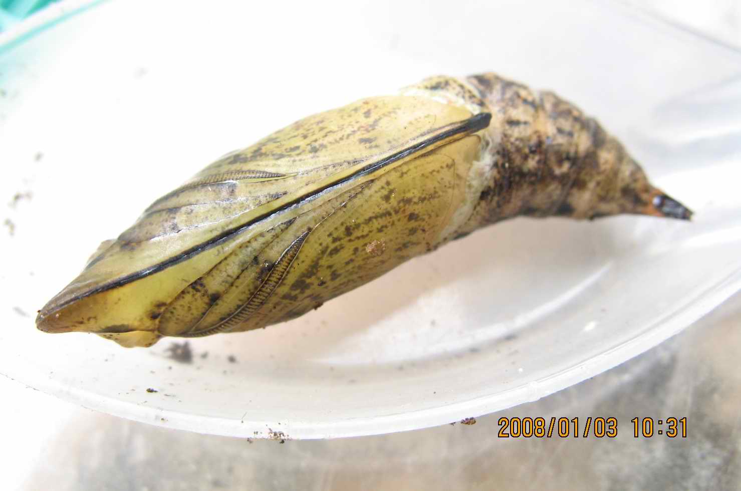 按此在新視窗瀏覽圖片