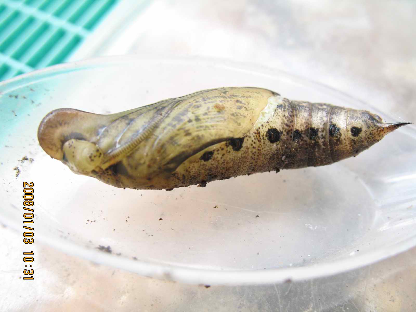 按此在新視窗瀏覽圖片