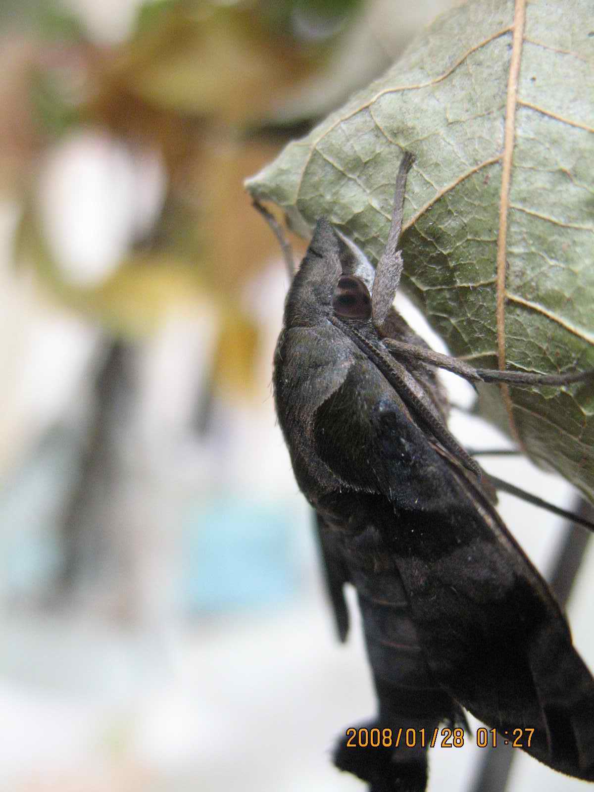 按此在新視窗瀏覽圖片