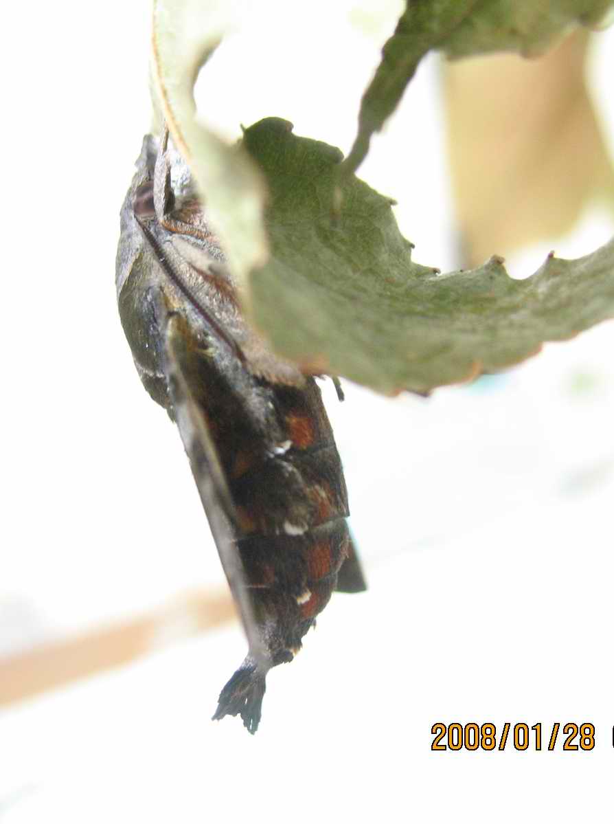 按此在新視窗瀏覽圖片