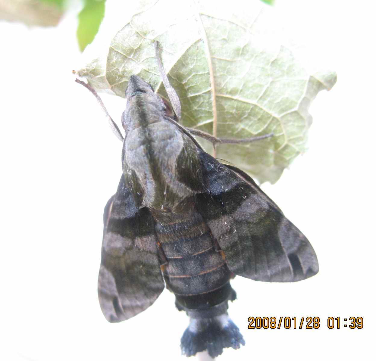 按此在新視窗瀏覽圖片