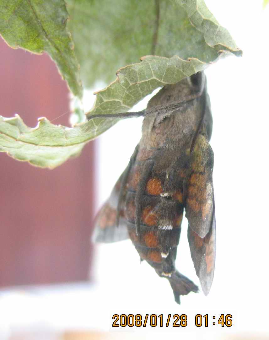 按此在新視窗瀏覽圖片