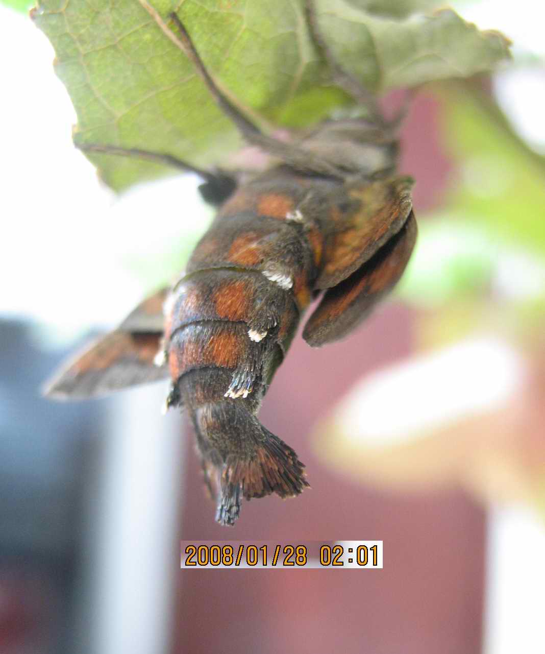 按此在新視窗瀏覽圖片