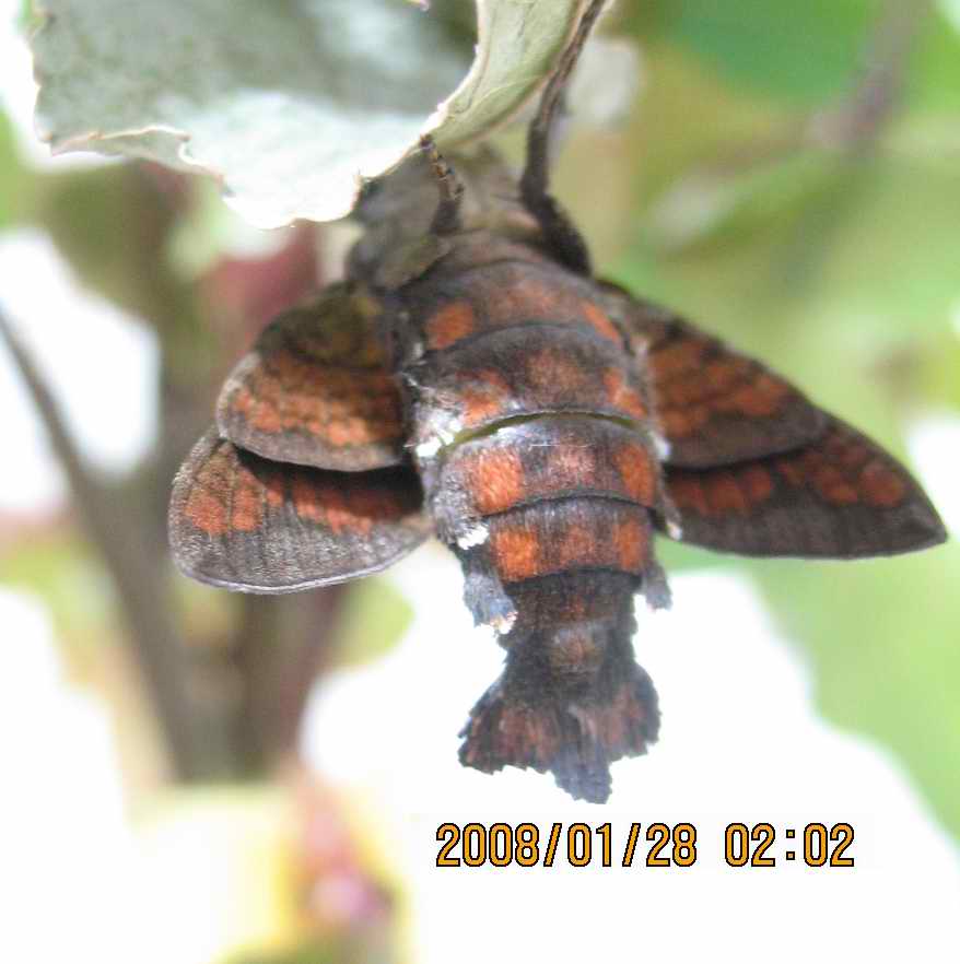 按此在新視窗瀏覽圖片