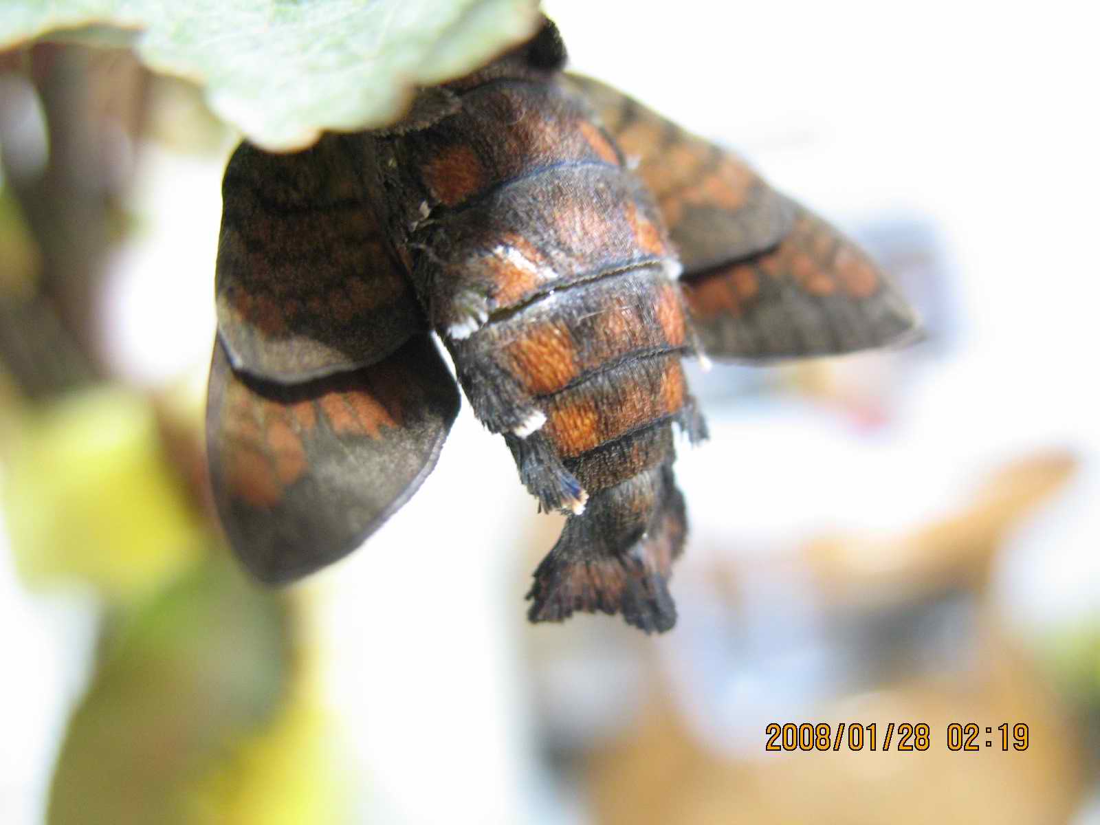 按此在新視窗瀏覽圖片