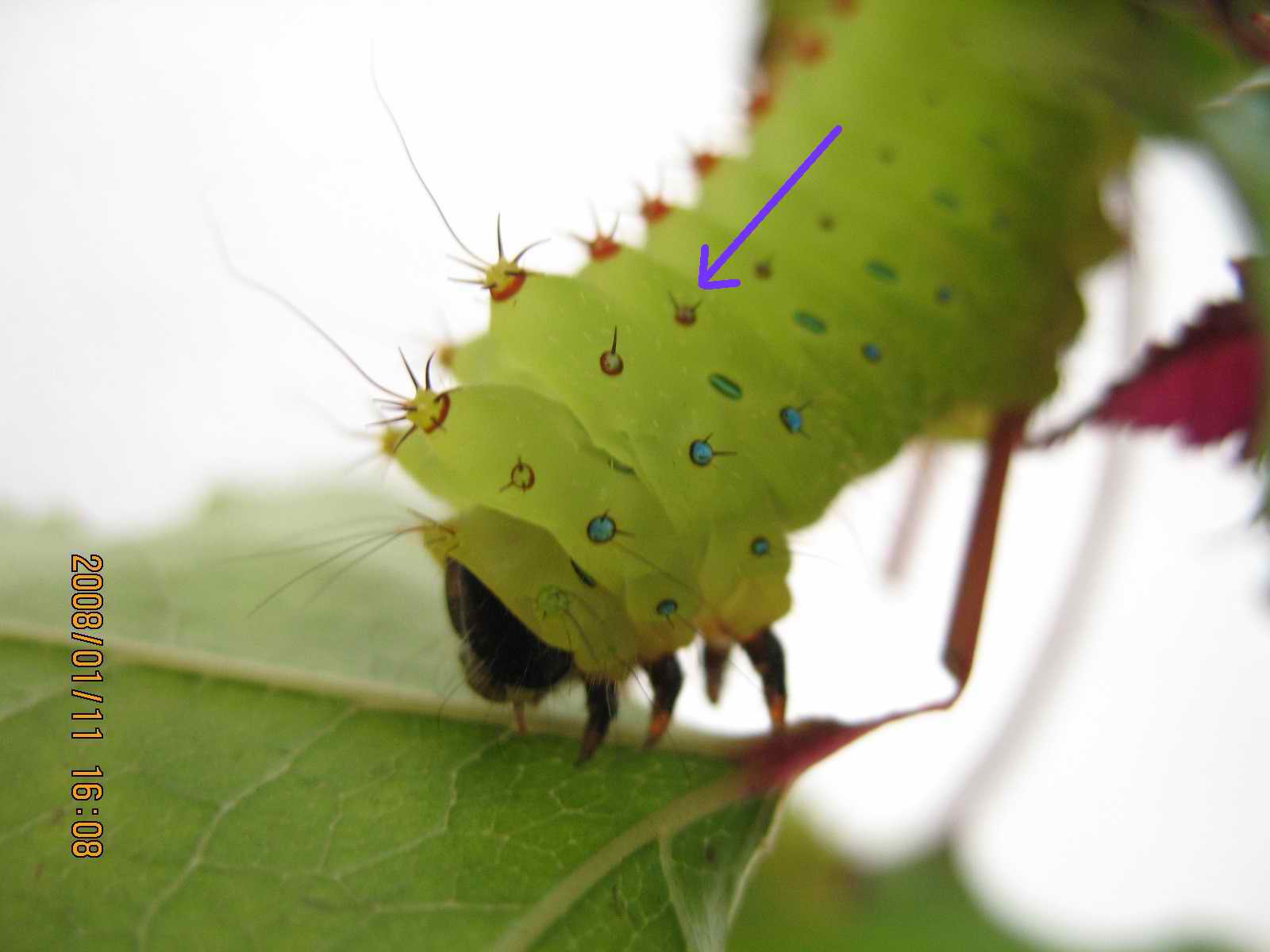 按此在新視窗瀏覽圖片