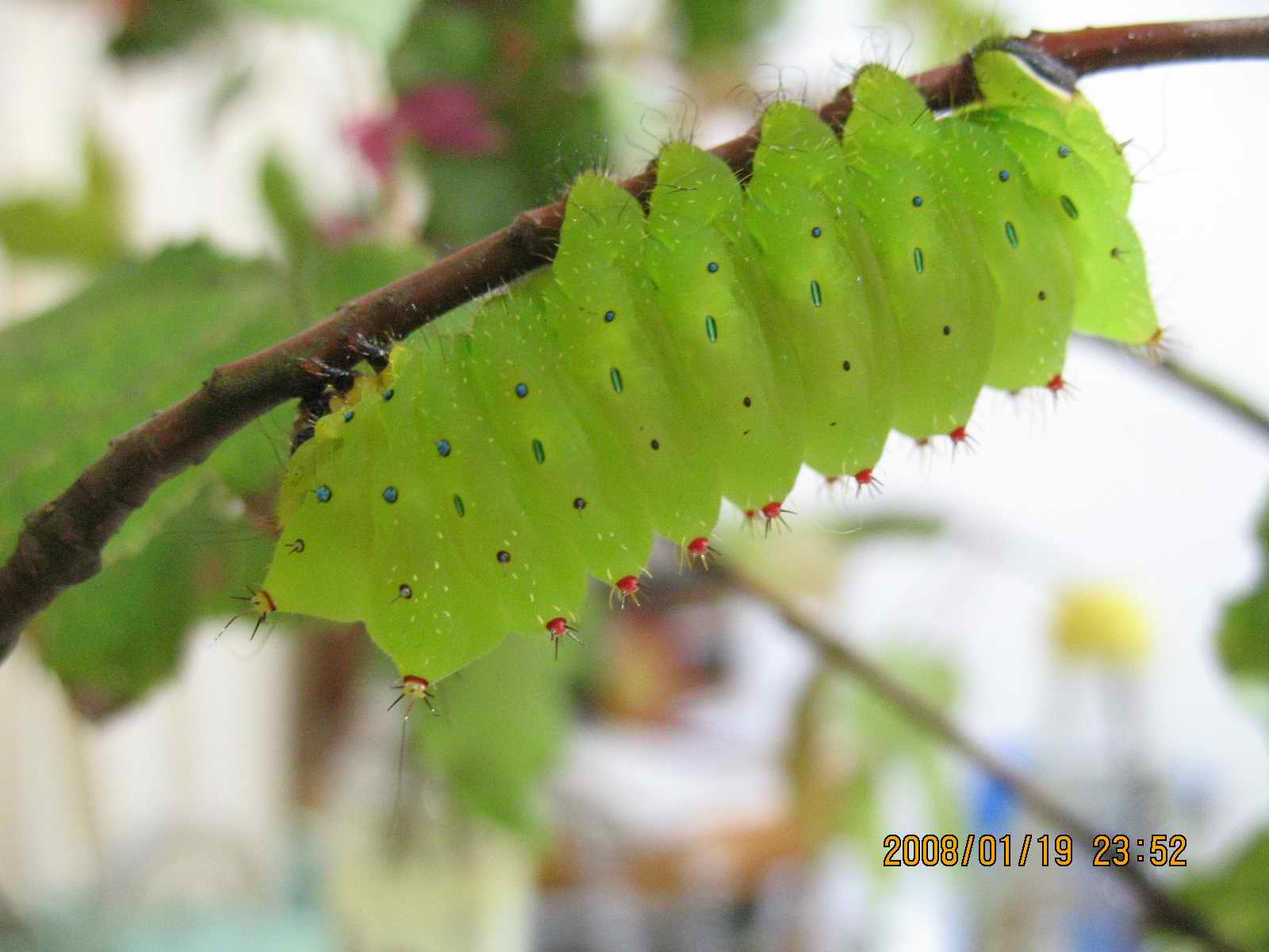 按此在新視窗瀏覽圖片