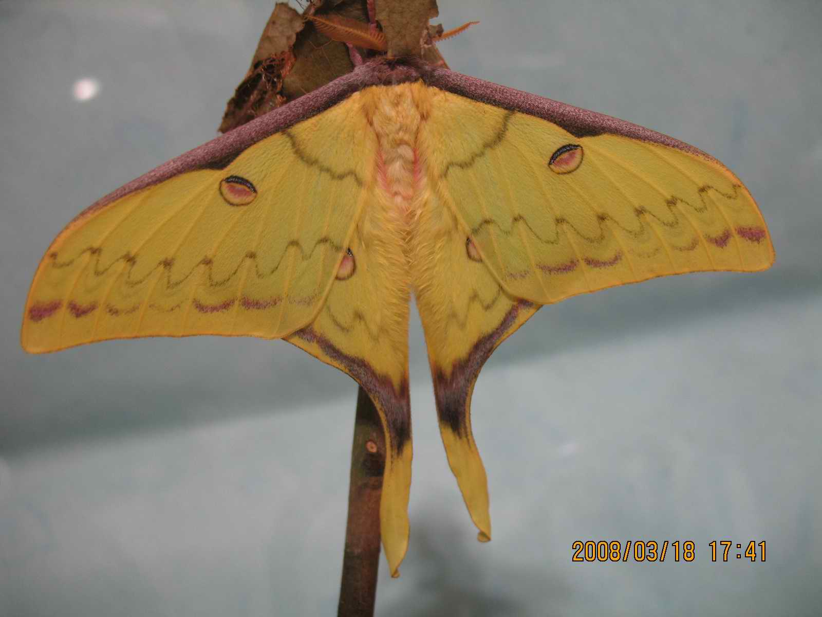 按此在新視窗瀏覽圖片